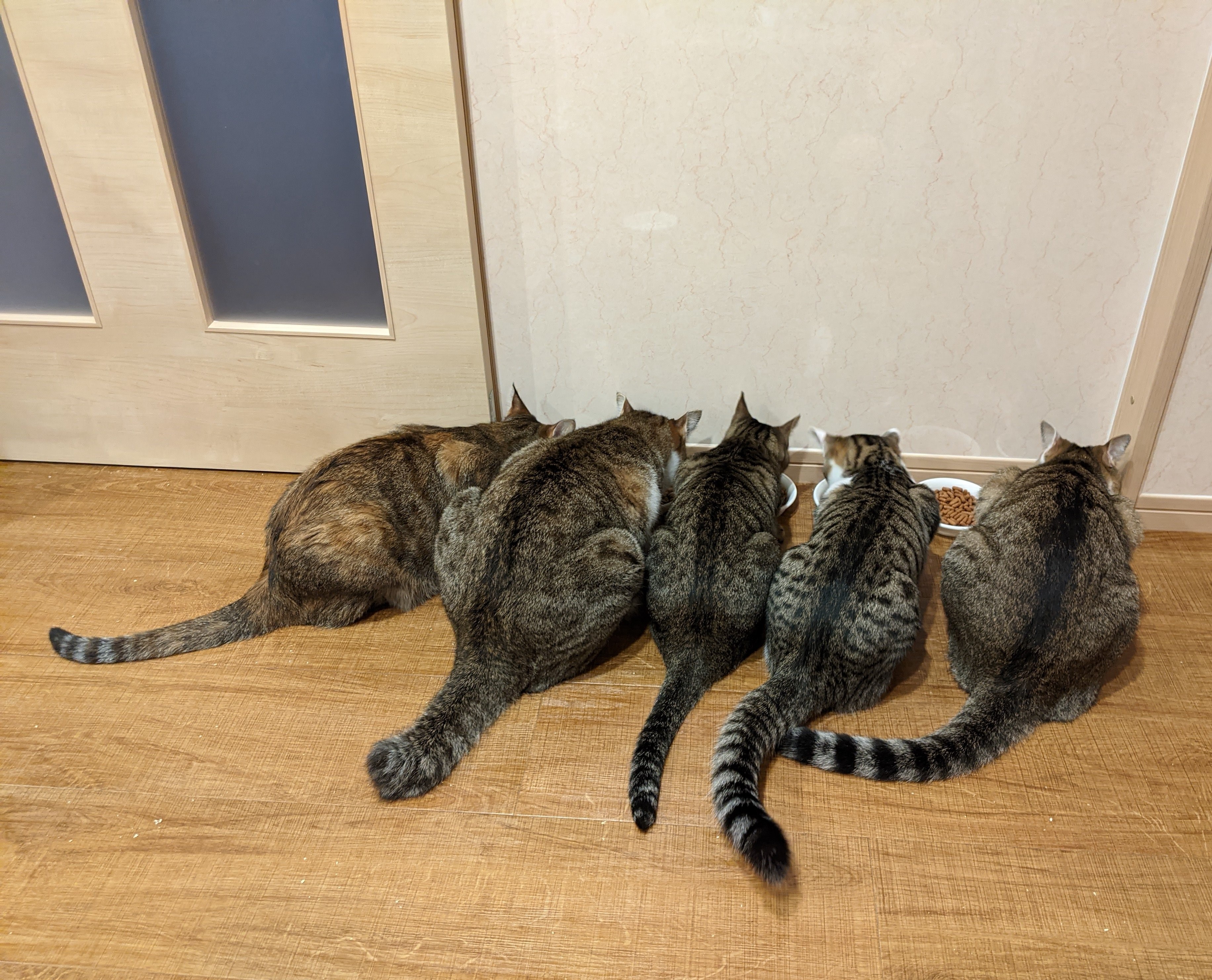 猫カフェの愛猫たち