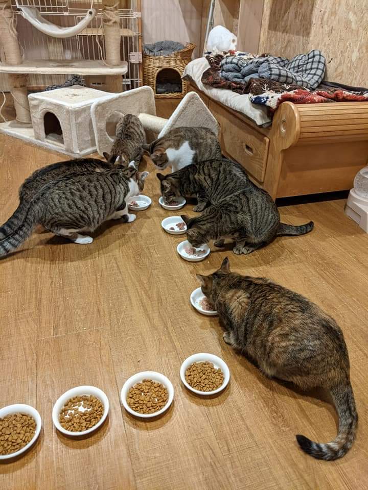 猫カフェの愛猫たち